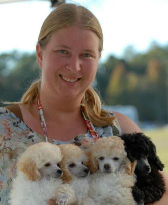 2011 Puppies, Photo by OZ Poodles